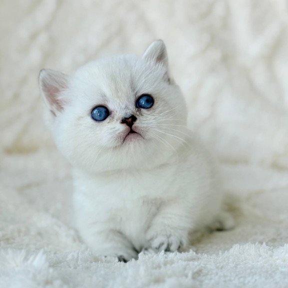 Munchkin Zizi