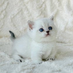 Munchkin Zizi