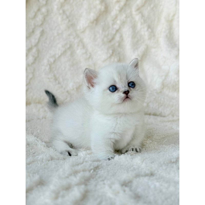 Munchkin Zizi