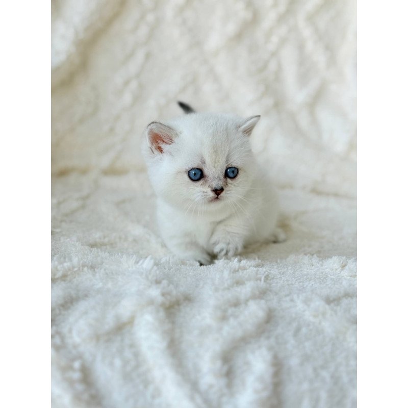 Munchkin Zizi