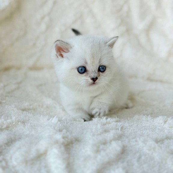 Munchkin Zizi