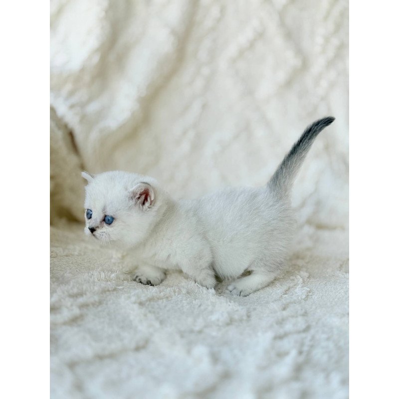 Munchkin Zizi