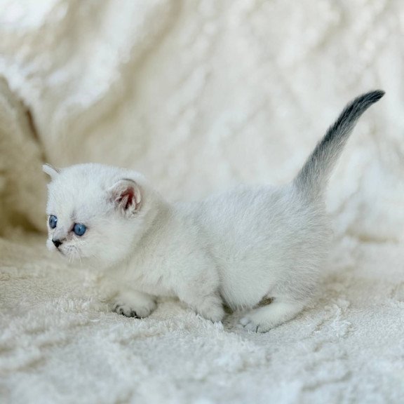 Munchkin Zizi