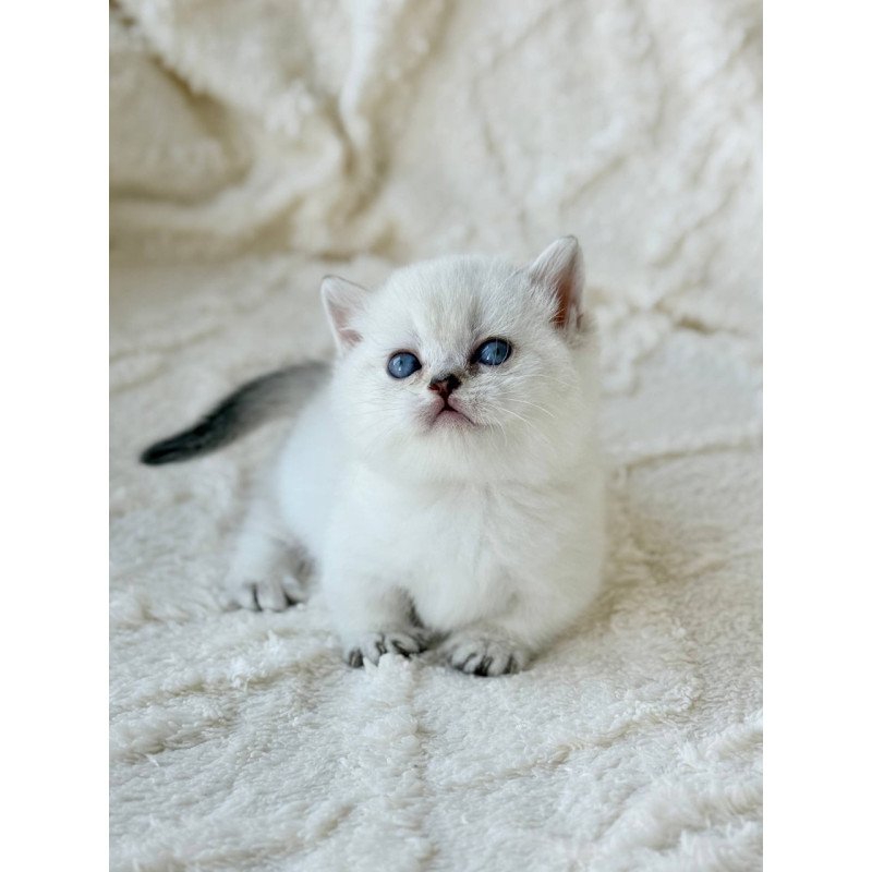 Munchkin Zizi