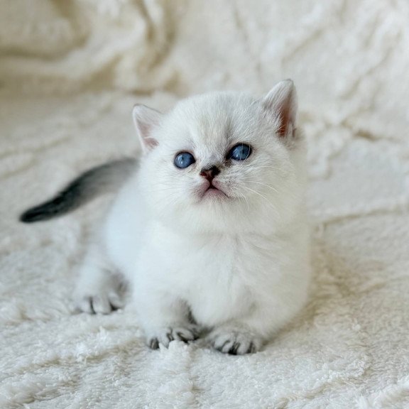 Munchkin Zizi