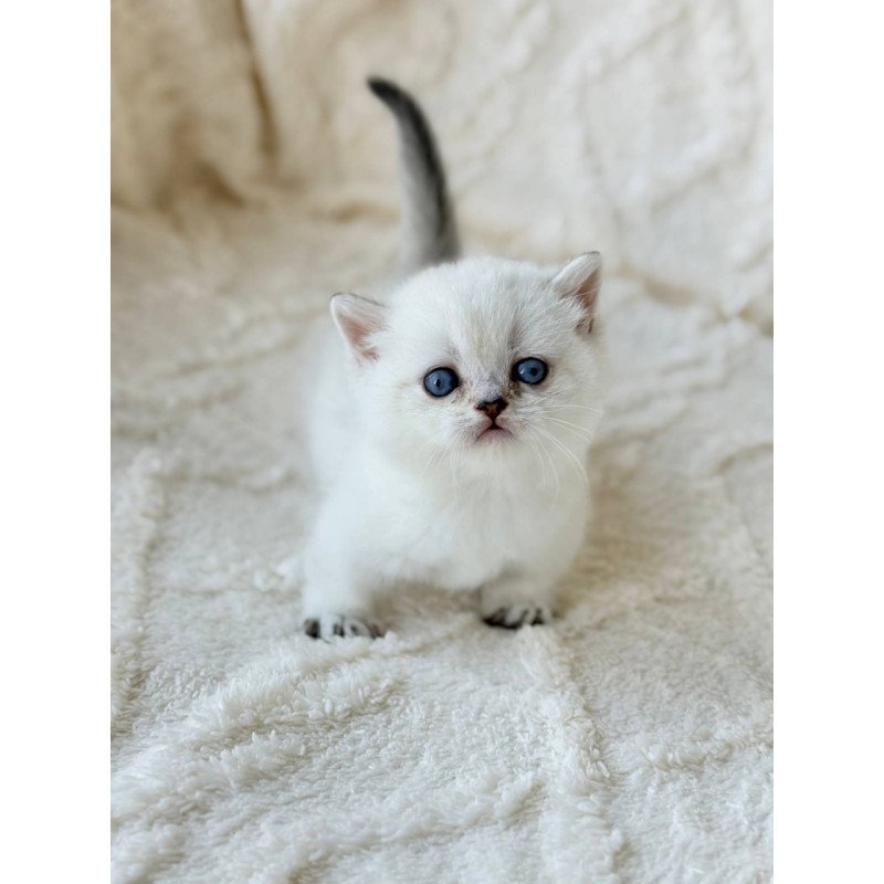 Munchkin Zizi