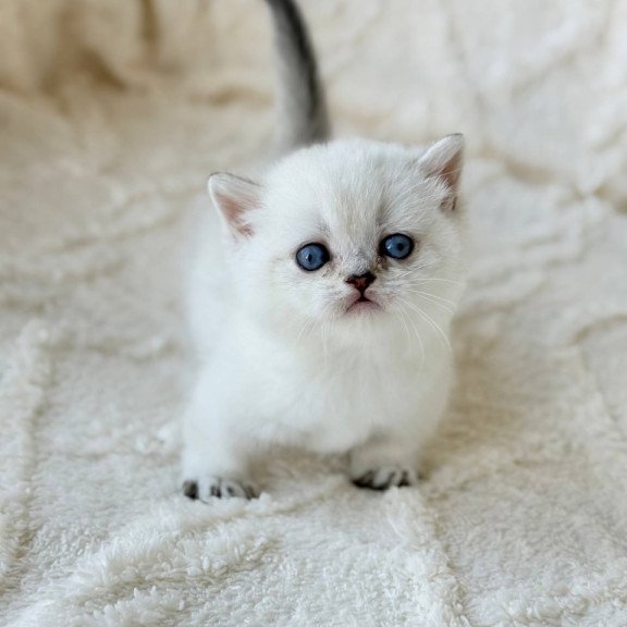 Munchkin Zizi