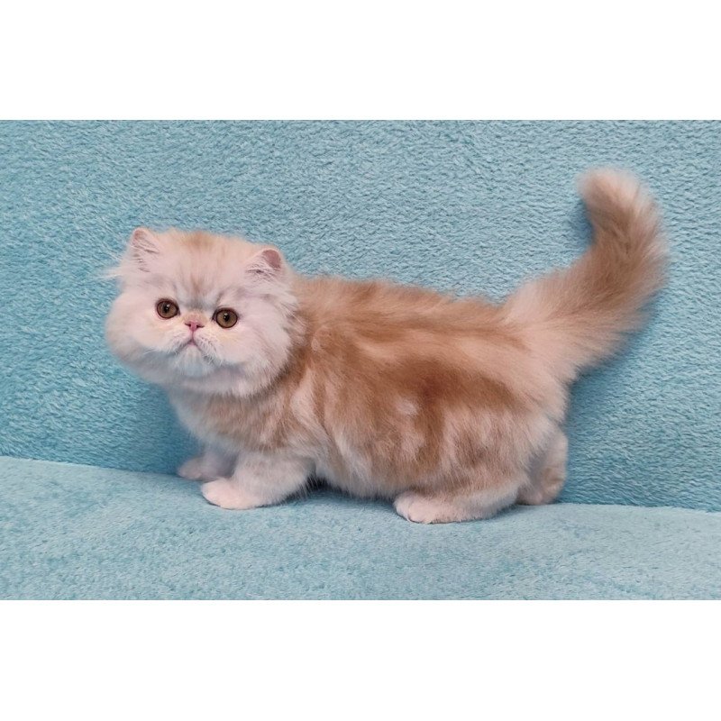 Persian Charles