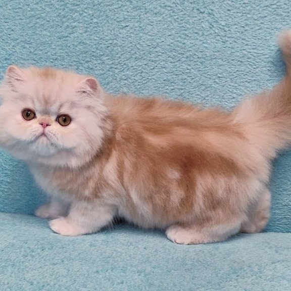 Persian Charles