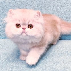 Persian Charles