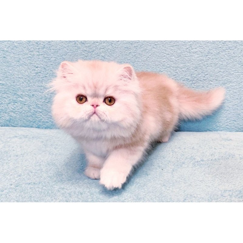 Persian Charles