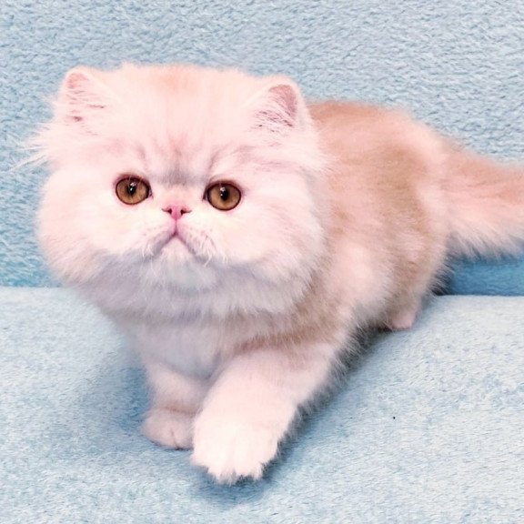 Persian Charles