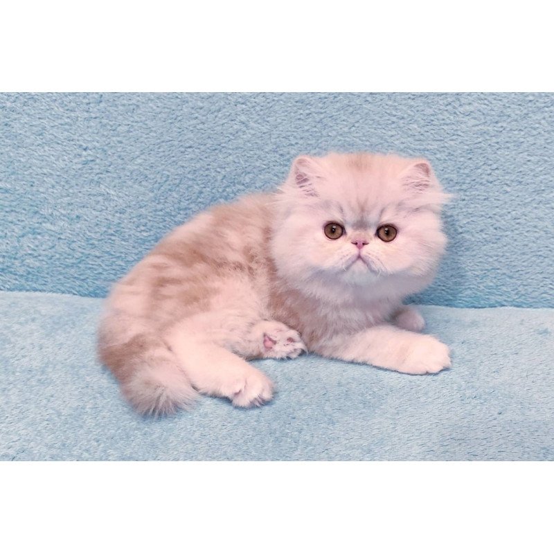 Persian Charles