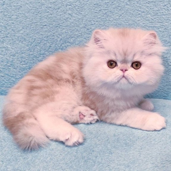 Persian Charles