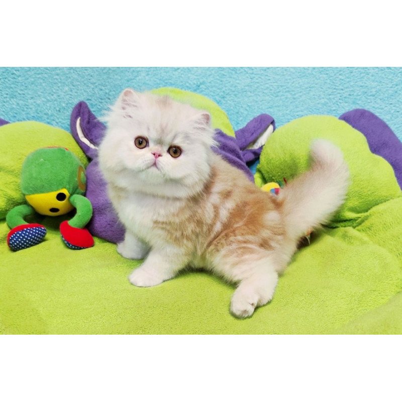 Persian Charles