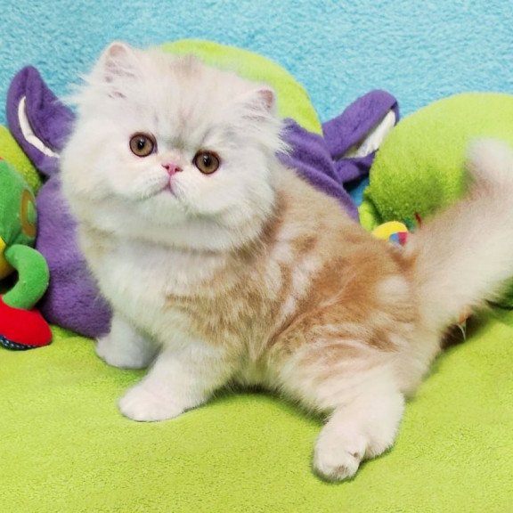 Persian Charles