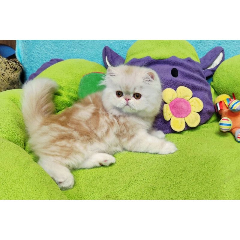 Persian Charles