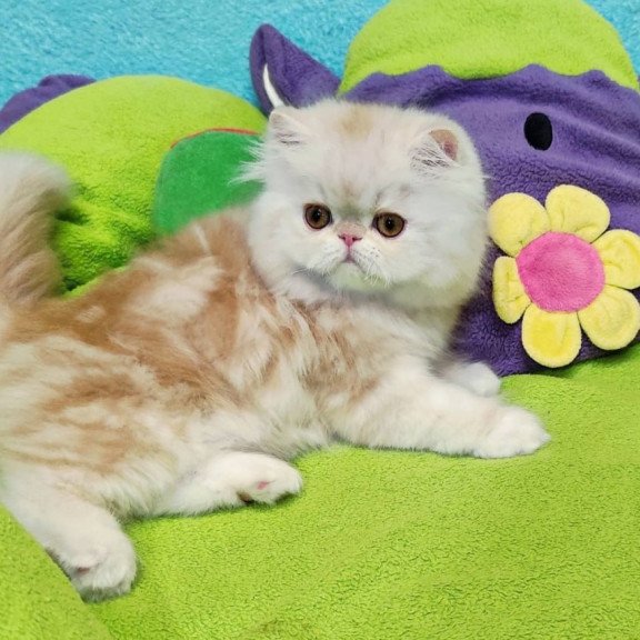 Persian Charles