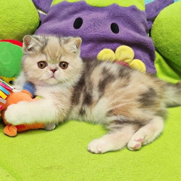 Exotic Candy