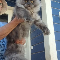 Maine Coon A Trinity