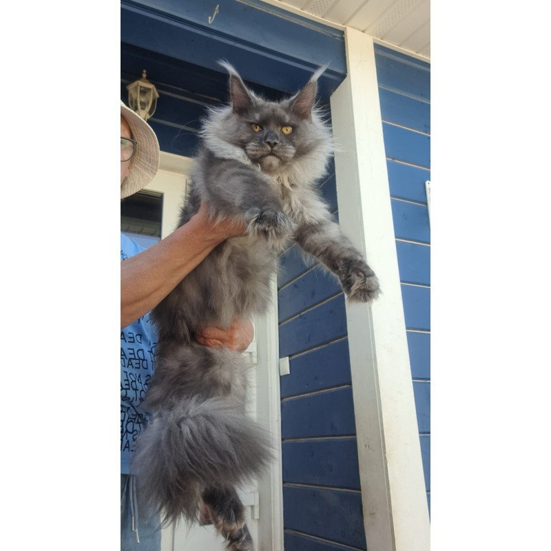 Maine Coon A Trinity