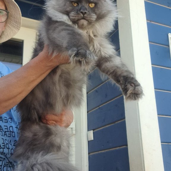 Maine Coon A Trinity