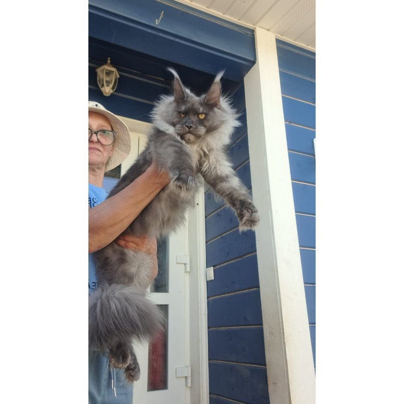 Maine Coon A Trinity