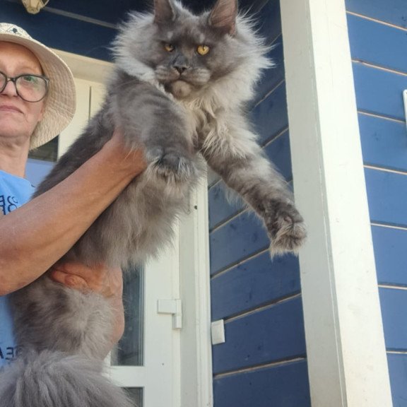 Maine Coon A Trinity