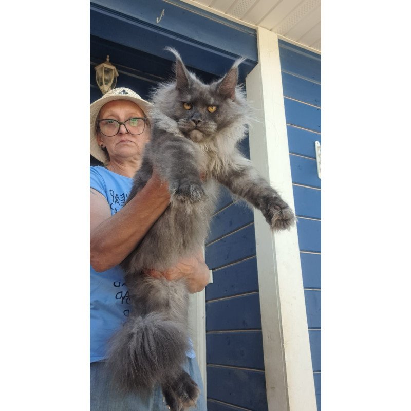 Maine Coon A Trinity