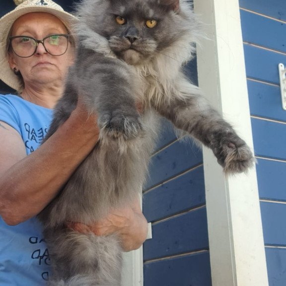 Maine Coon A Trinity