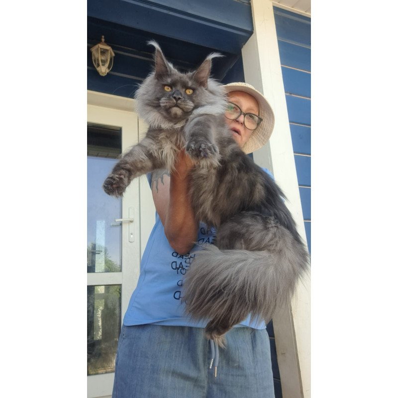 Maine Coon A Trinity