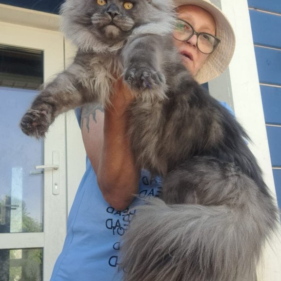 Maine Coon A Trinity