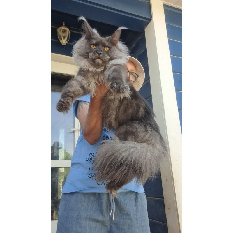 Maine Coon A Trinity