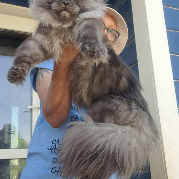 Maine Coon A Trinity
