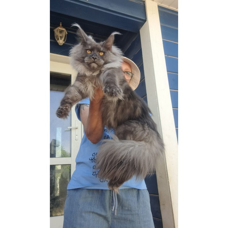 Maine Coon A Trinity