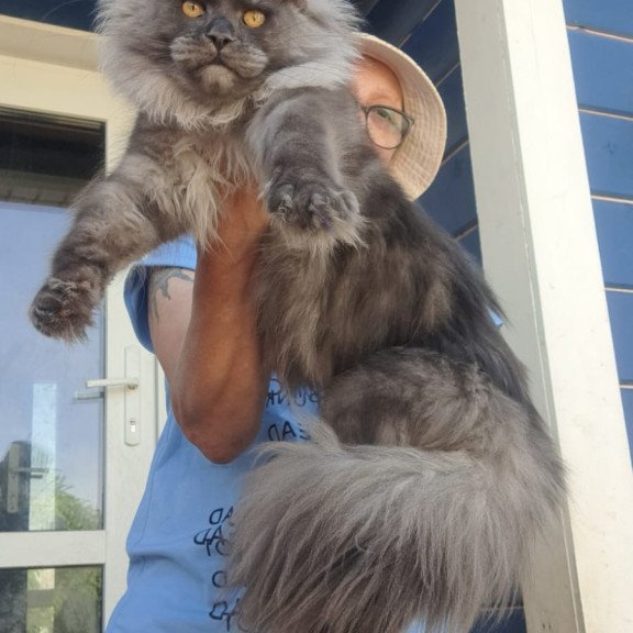 Maine Coon A Trinity