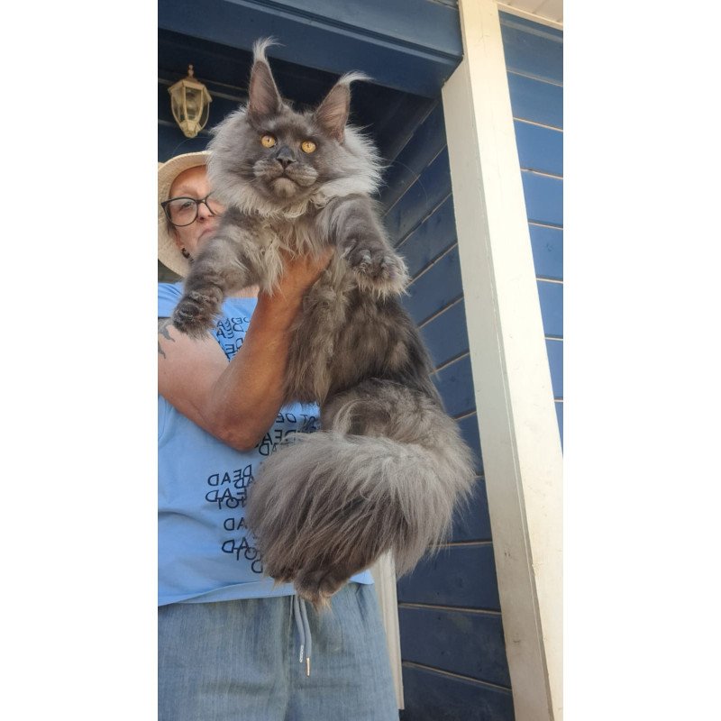 Maine Coon A Trinity