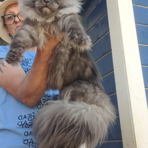 Maine Coon A Trinity