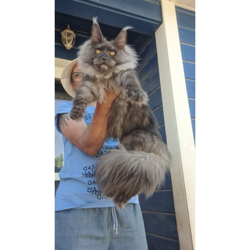 Maine Coon A Trinity