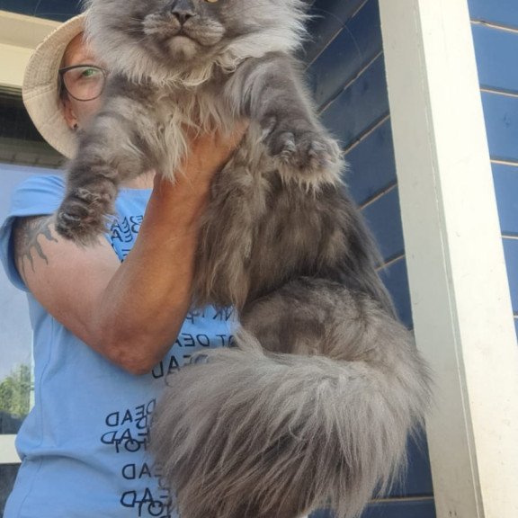 Maine Coon A Trinity