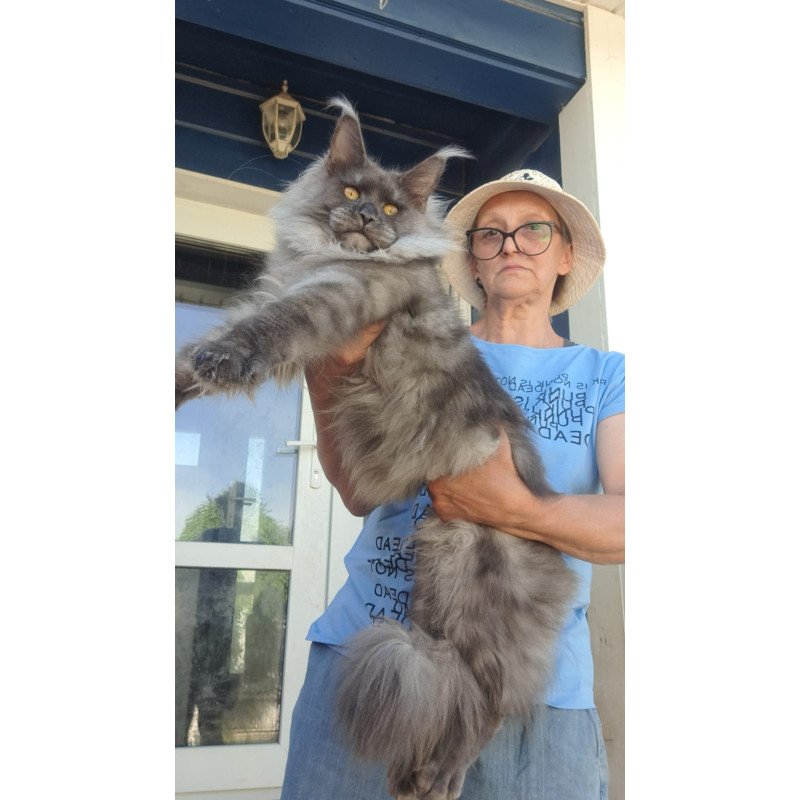 Maine Coon A Trinity