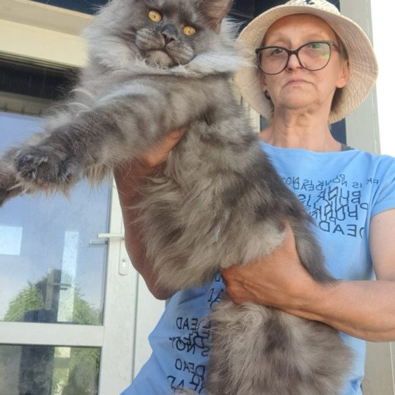Maine Coon A Trinity