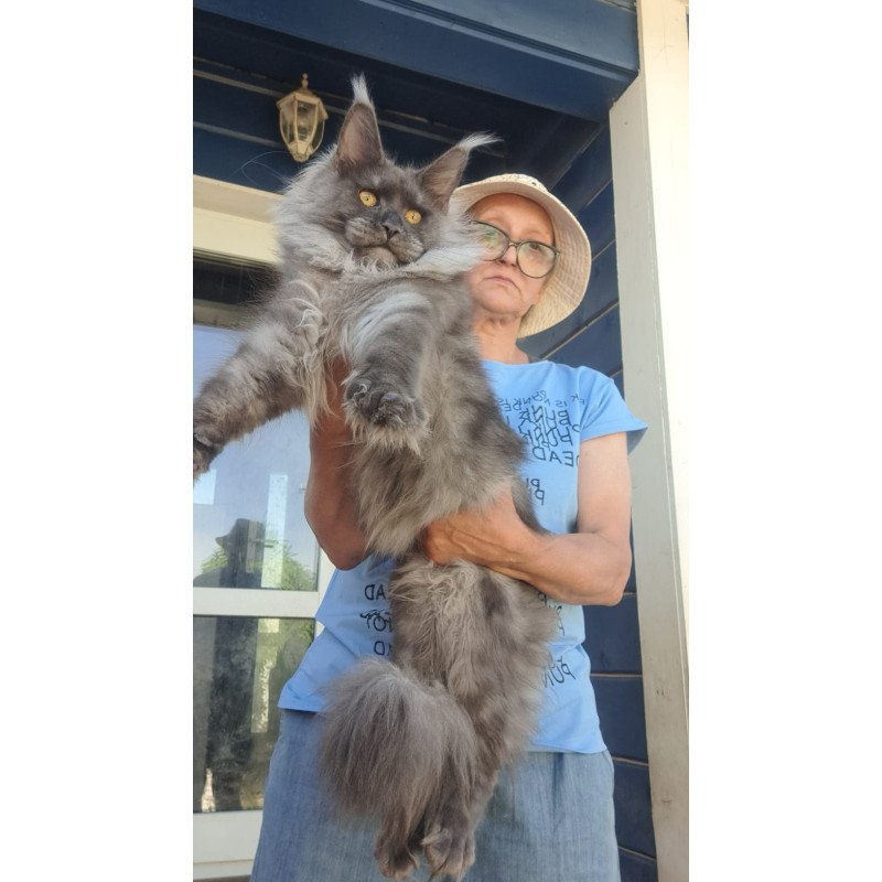 Maine Coon A Trinity