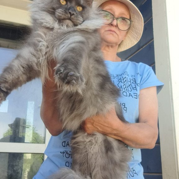 Maine Coon A Trinity