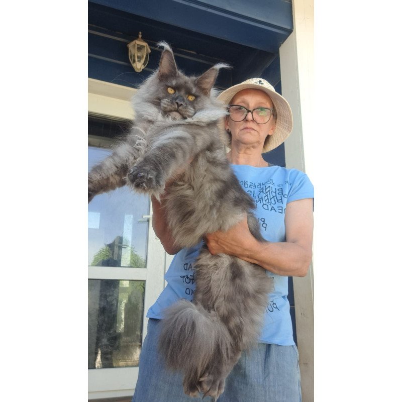 Maine Coon A Trinity