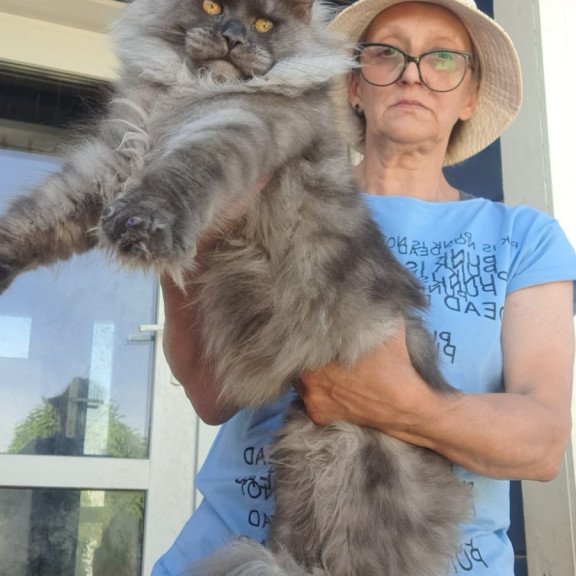 Maine Coon A Trinity