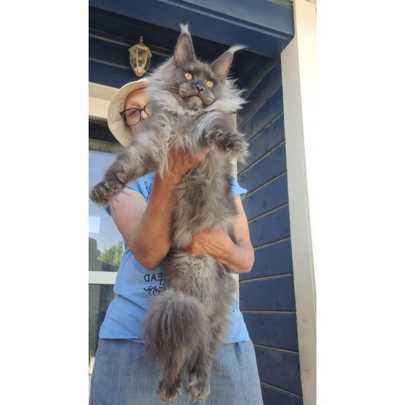 Maine Coon A Trinity