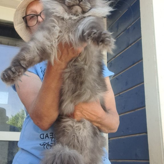 Maine Coon A Trinity