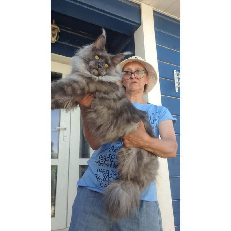 Maine Coon A Trinity
