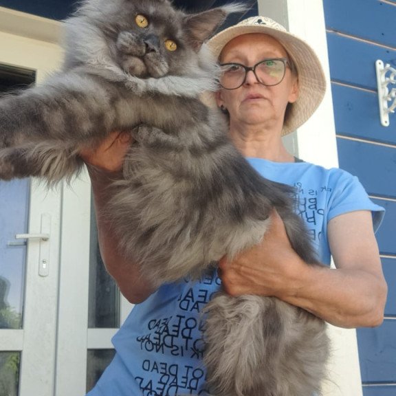 Maine Coon A Trinity